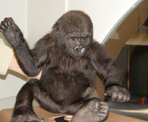 Bangori Baby Western Lowland Gorilla